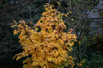 Close-up of yellow autumn leaves on field