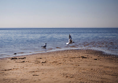 Seagulls on beach