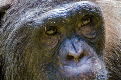 Close-up portrait of chimpanzee