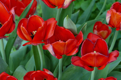 Close-up of red tulips