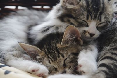 Close-up of sleeping cats