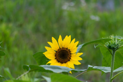 Close-up of yellow flower blooming in field