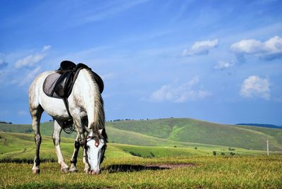 Horse grazing on field against sky