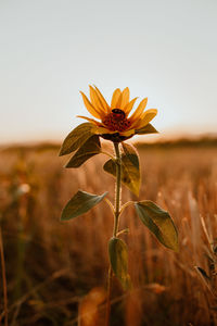 Close-up of wilted flower on field against sky