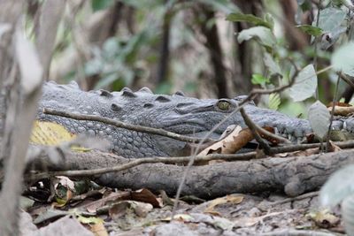 Close-up of lizard