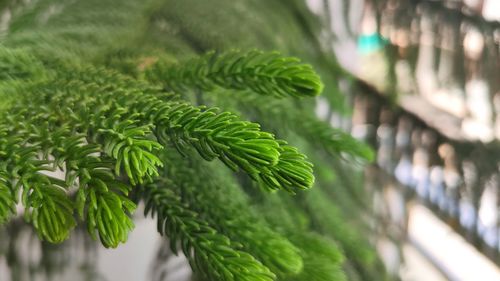 Close-up of fern leaves