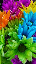 Close-up of multi colored flowers