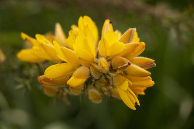 Close-up of yellow flowering plant