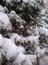 Snow covered trees