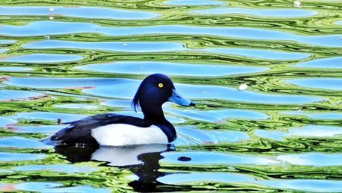 Duck swimming in a lake