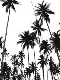 Low angle view of palm trees against sky