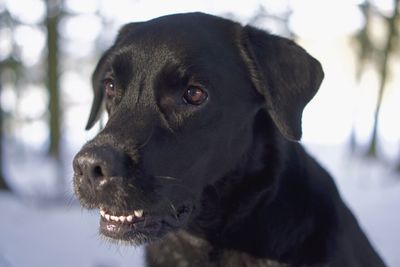 Close-up of black dog