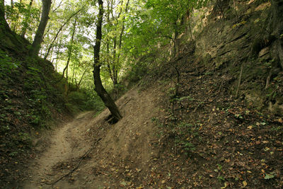 Trees in forest