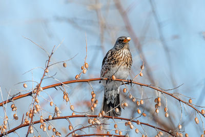 Low angle view of bird perching on tree