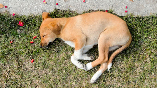 High angle view of dog resting on grass