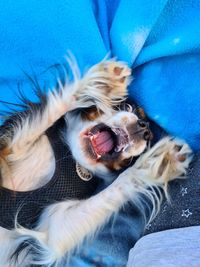 Dog relaxing on blue bed