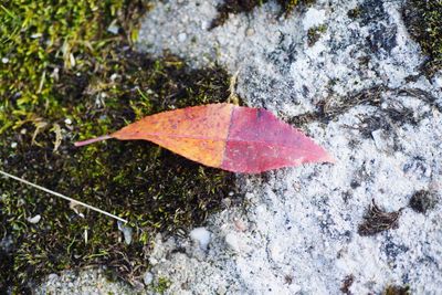 High angle view of maple leaf on street