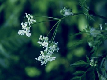 Close-up of white flowers on tree