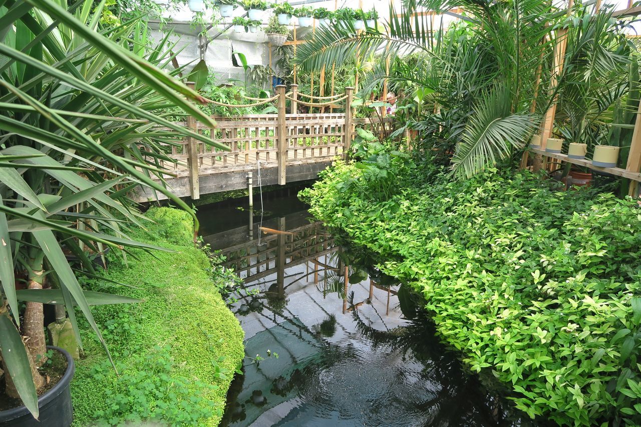 HIGH ANGLE VIEW OF PLANTS GROWING IN POND