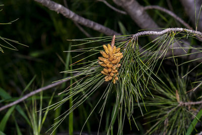 Close-up of pine cones on branch