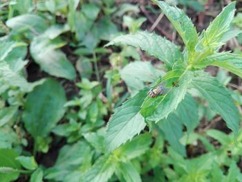 Close-up of insect on leaf