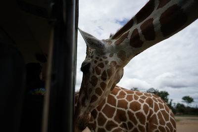 View of giraffe at zoo