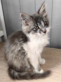 pet