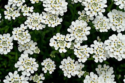 Close-up of white flowers