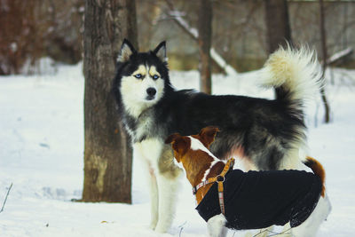 Dog in snow