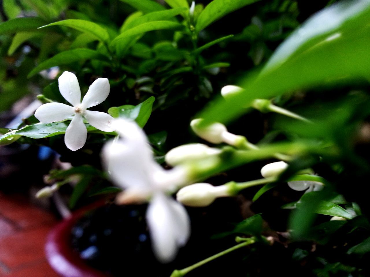 flower, growth, freshness, fragility, plant, white color, petal, beauty in nature, leaf, close-up, nature, flower head, blooming, green color, focus on foreground, in bloom, selective focus, blossom, botany, bud