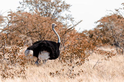 Side view of birds on land