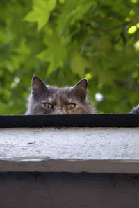 Portrait of a cat peeking