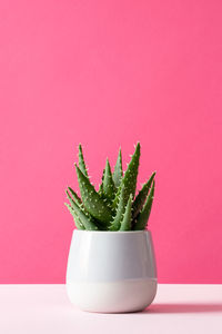 Close-up of succulent plant against red background