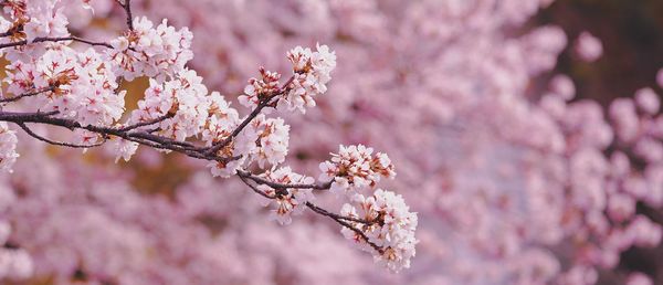 Close-up of cherry blossoms in spring