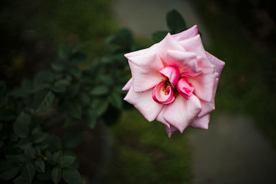 Single rose