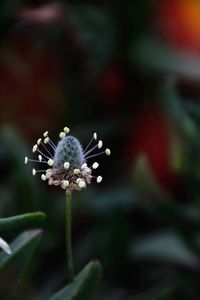 Close-up of white flowering plant