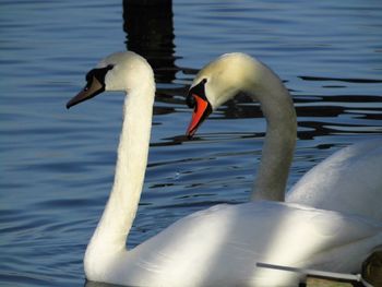 Swan swimming in lake