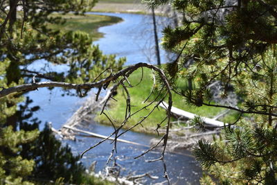 High angle view of river seen through branches at yellowstone national park