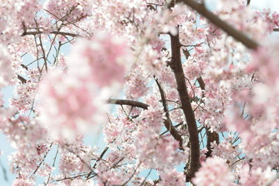 Low angle view of pink cherry blossom