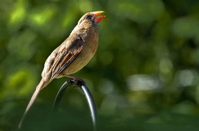 Close-up of bird perching on leaf