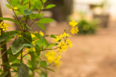 Close-up of yellow flowers blooming outdoors