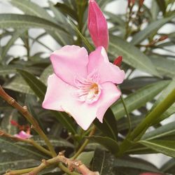 Close-up of pink flowers