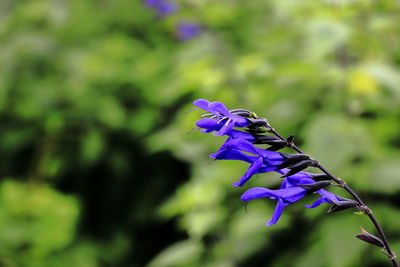 Close-up of purple flowering plant