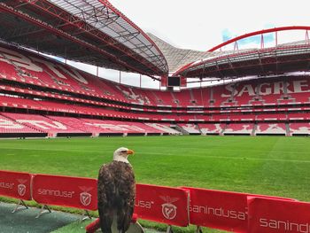 View of bird against sky