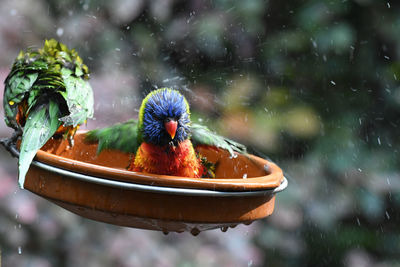 Close-up of a parrot in water