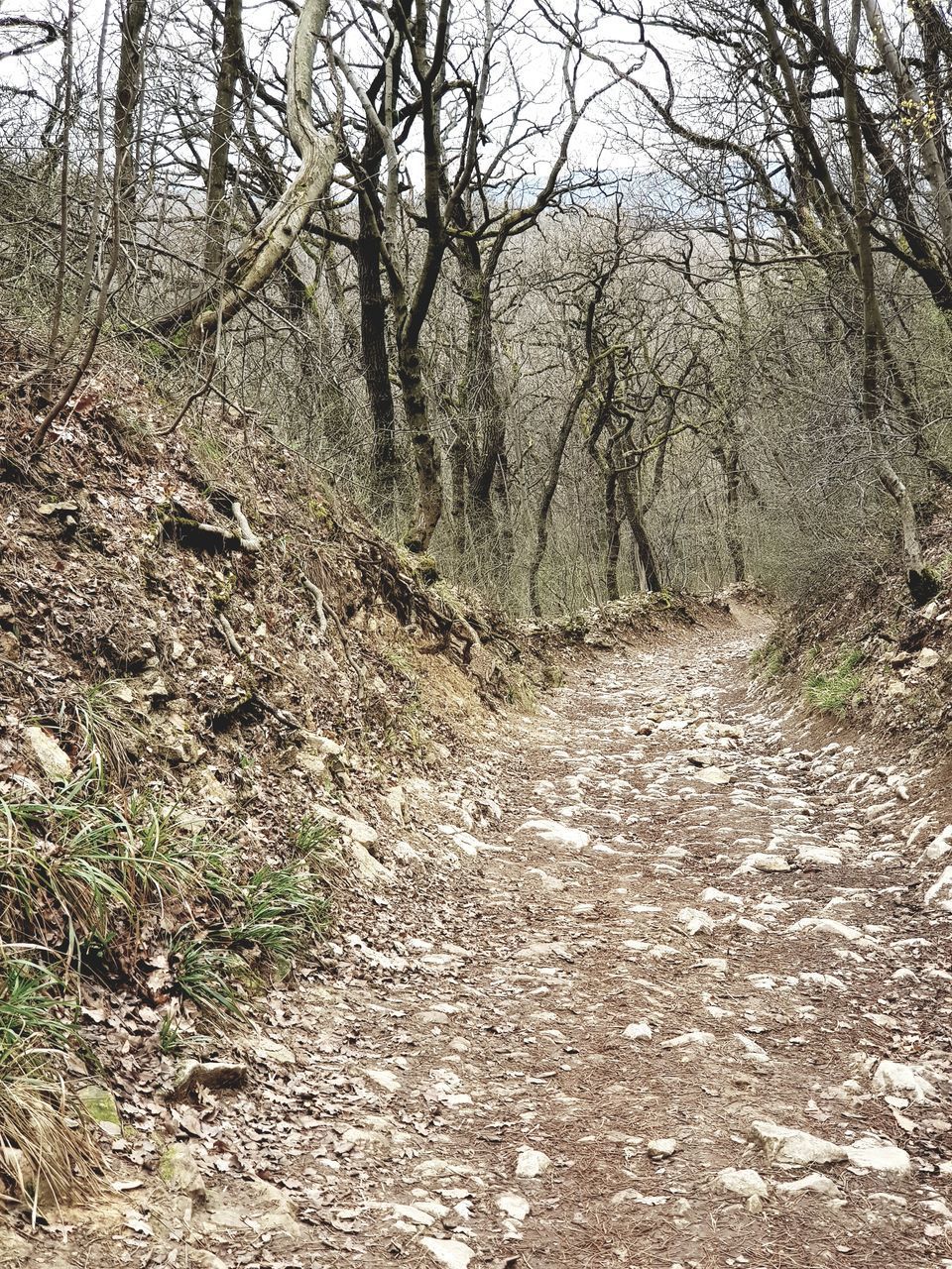 VIEW OF TREES ON THE FOREST