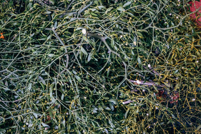 Full frame shot of plants