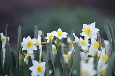 Close-up of flowers blooming outdoors