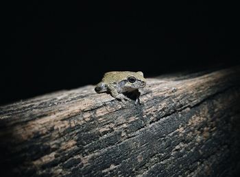 Close-up of frog on wood at night