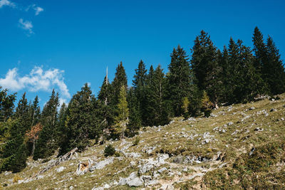 Plants growing on land against sky